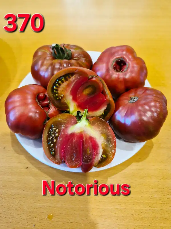 Tomaten: Notorius