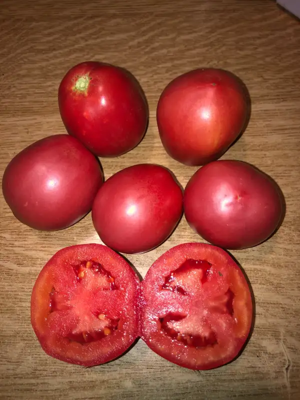 Tomaten: Novichok Rozovyi