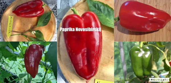 Chili / Paprika: Novosibirks - Paprika