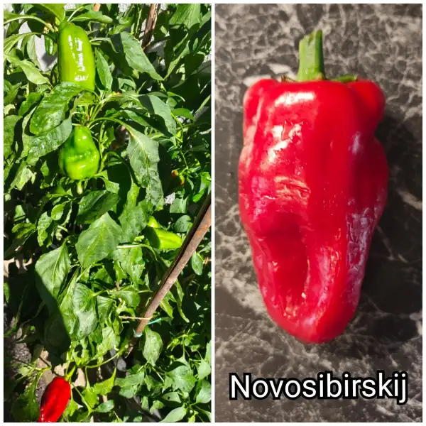Paprika: Novosibirskij