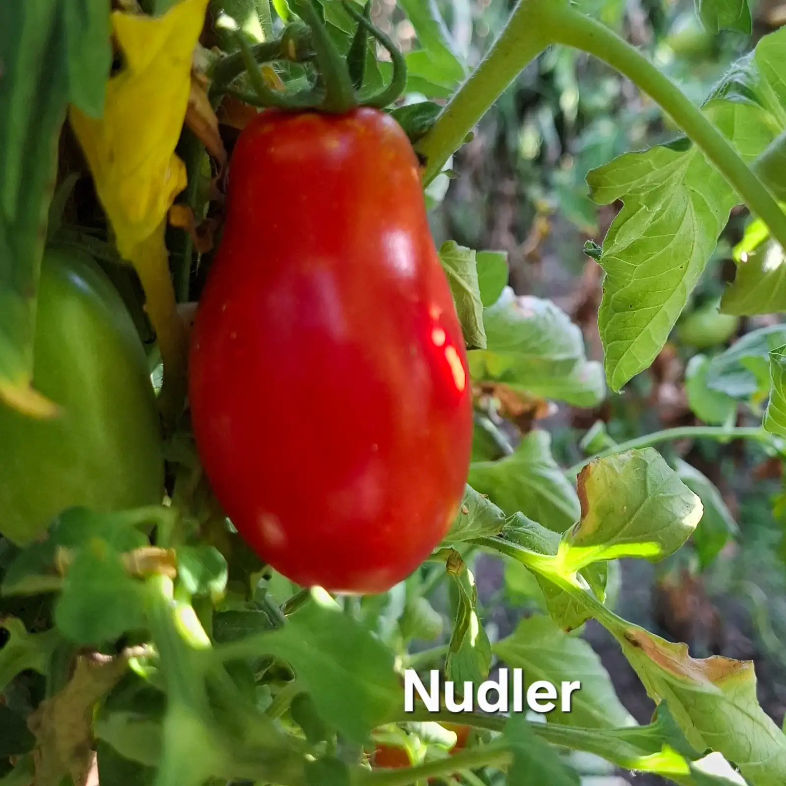 Tomaten: Nudler