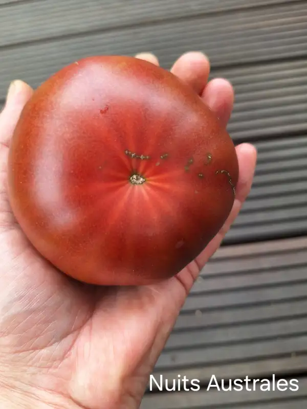 Tomaten: Nuits Australes