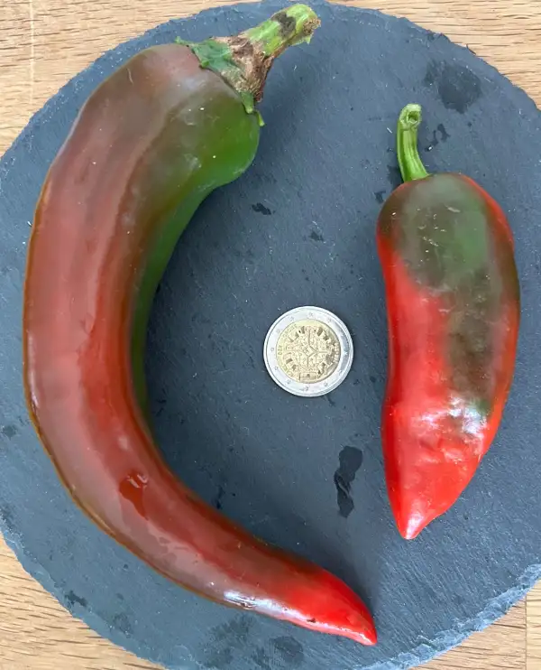 Chili / Paprika: Numex Big Jim