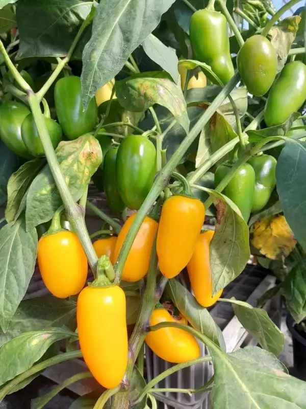 Chili: NuMex Jalapeno Lemon Spice