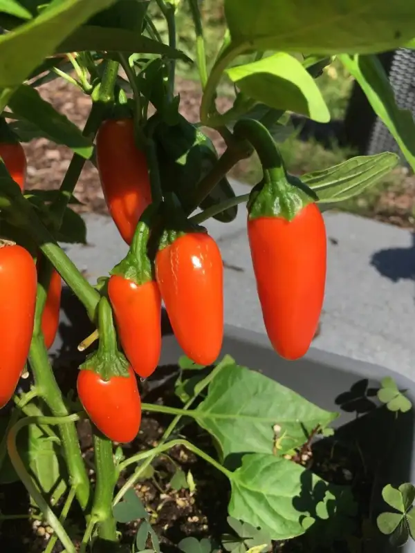Chili: NuMex Jalapeno Orange Spice