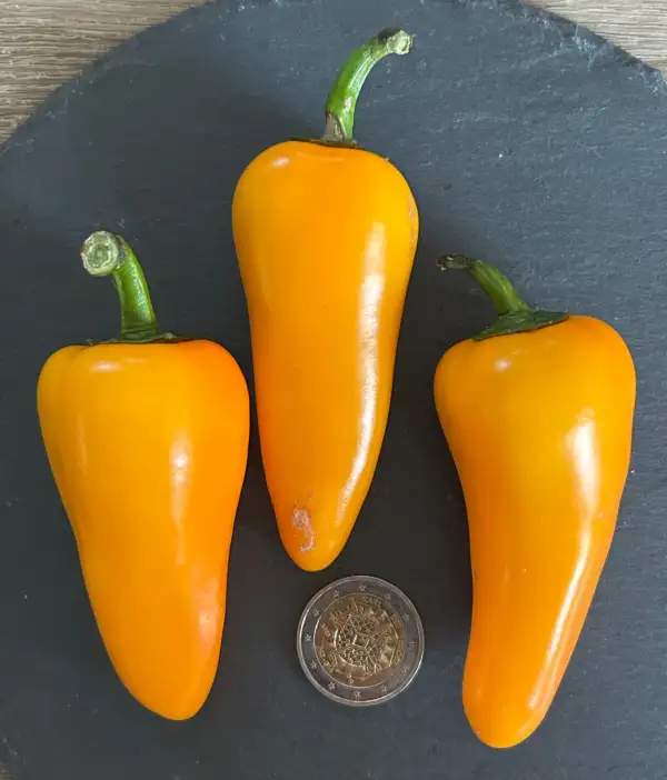 Chili / Paprika: NuMex Lemon Spice