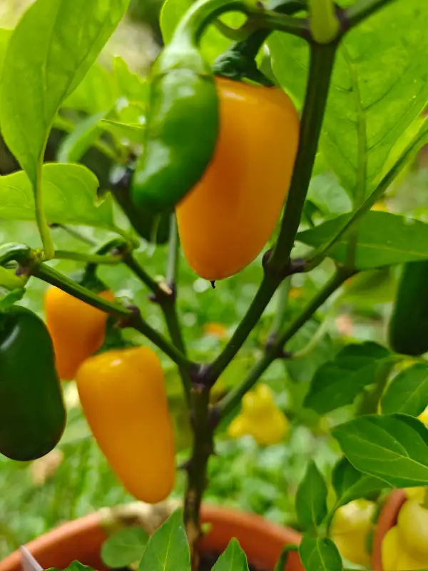 Chili / Paprika: NuMex Lemon Spice