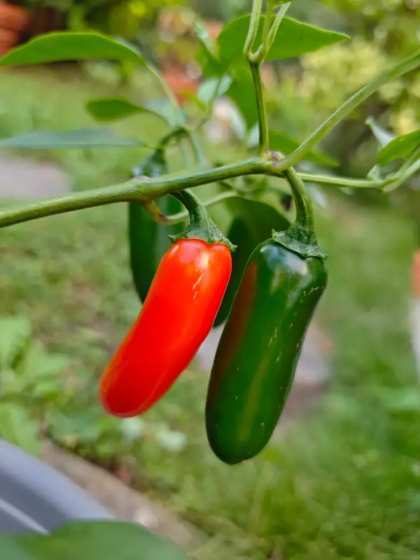 Chili / Paprika: Numex Orange Spice