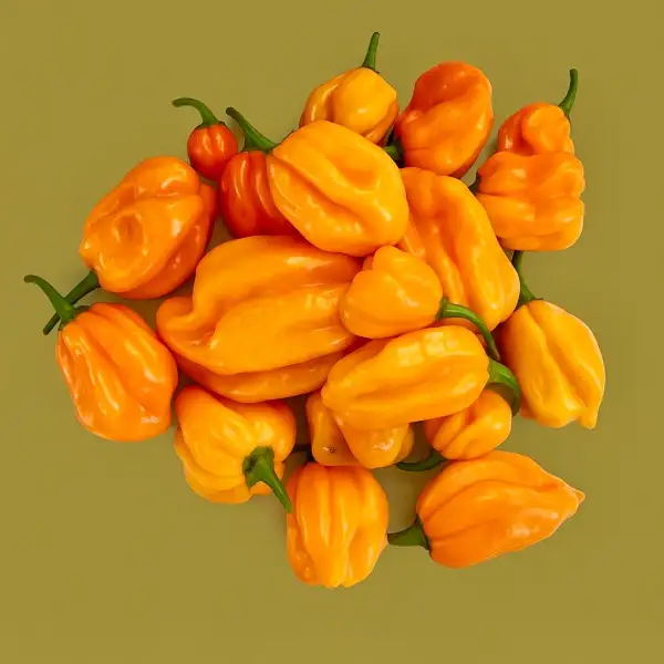 Chili / Paprika: Numex Suave