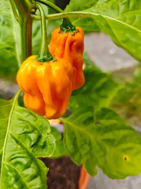 Chili / Paprika: Numex Suave