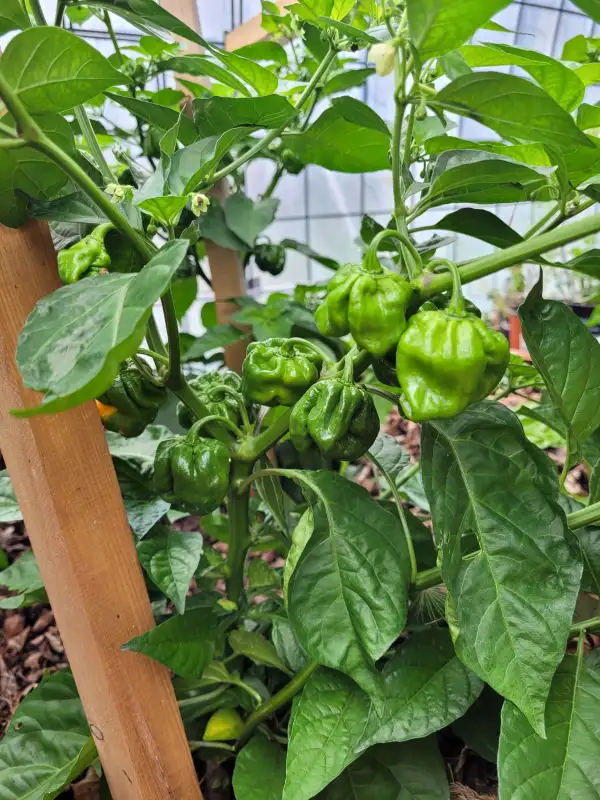 Chili / Paprika: Numex Suave Orange