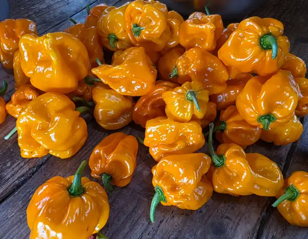 Chili / Paprika: Numex Suave Orange