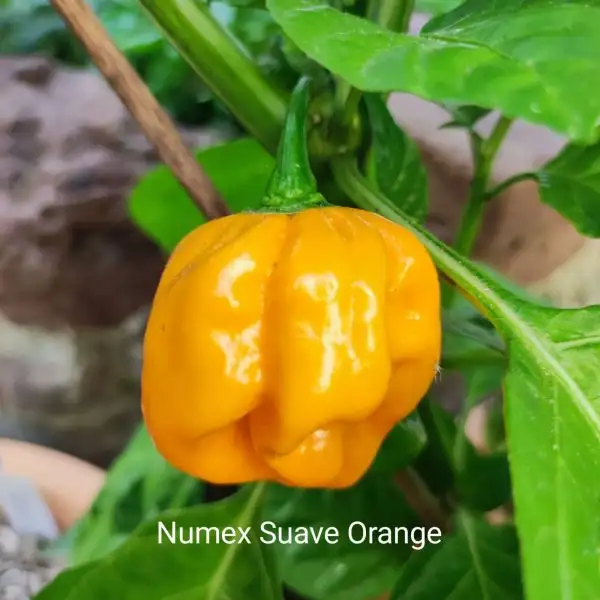 Chili / Paprika: Numex Suave Orange