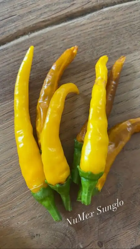 Chili / Paprika: NuMex Sunglo