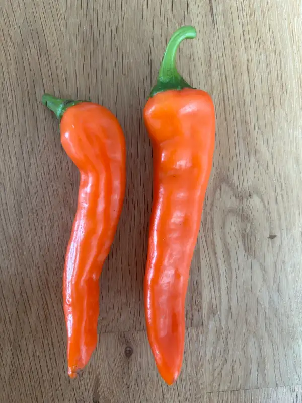 Chili: Numex Sunset