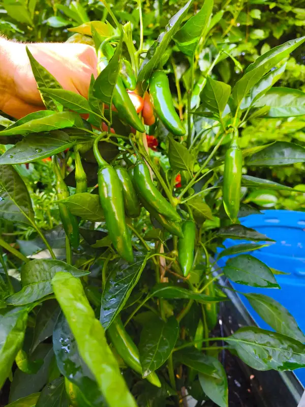 Chili: Numex Sunset