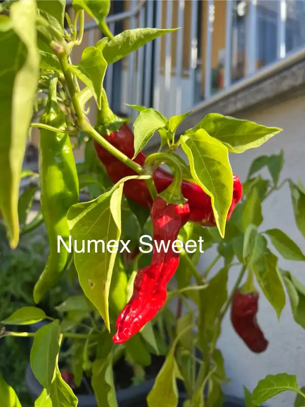 Chili / Paprika: Numex Sweet