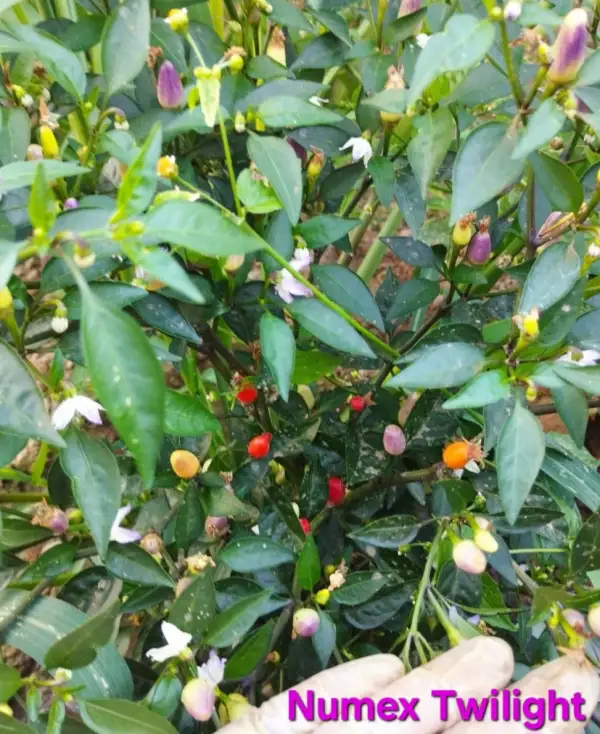 Chili / Paprika: NuMex Twilight