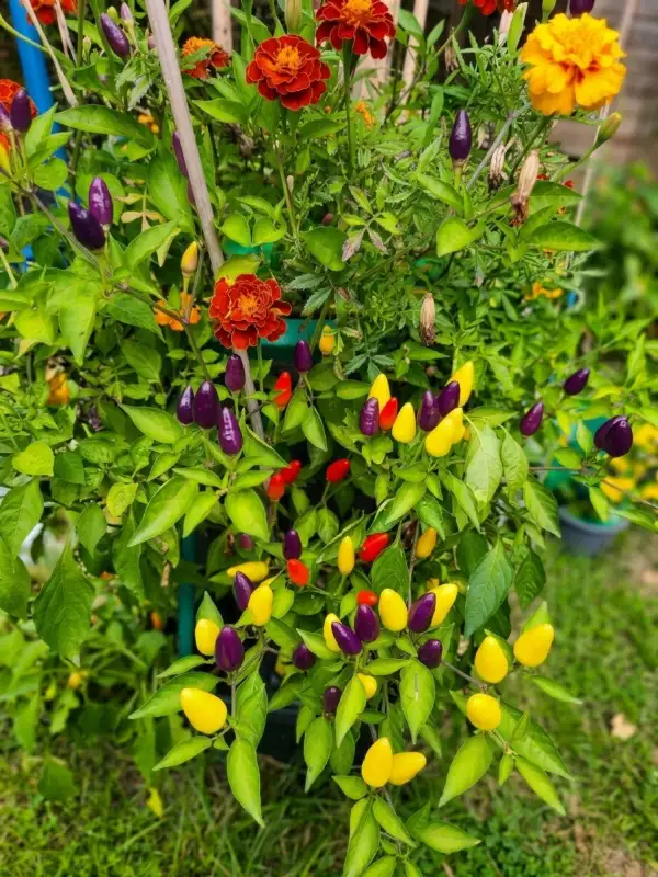 Chili: NuMex Twilight