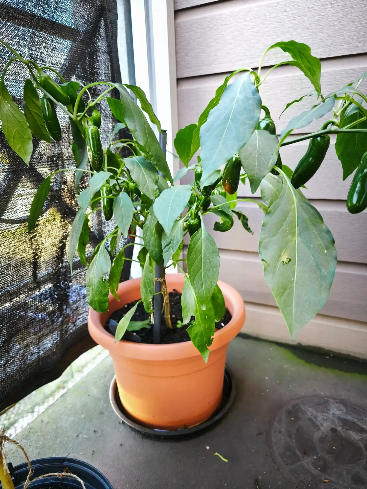 Chili / Paprika: Numex Vaquero