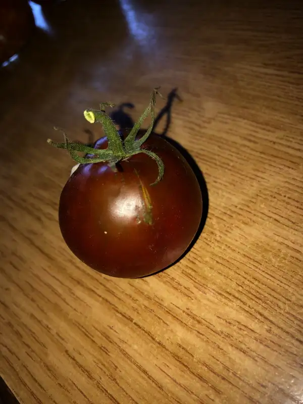 Tomaten: Nyagous