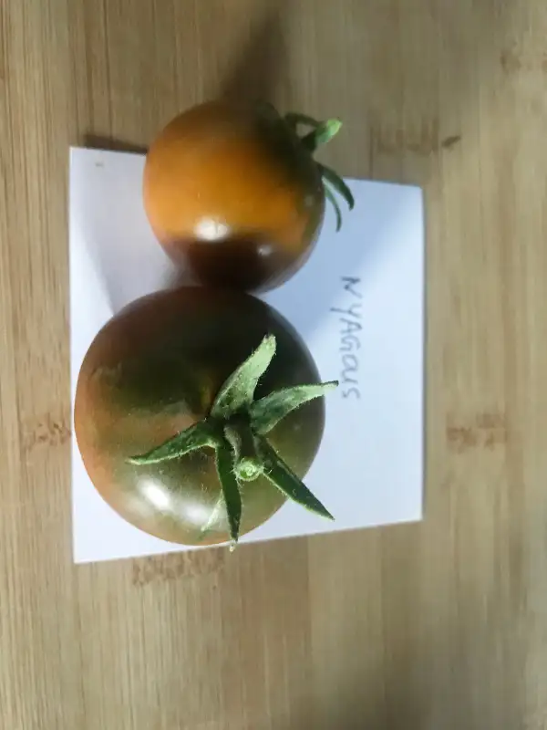 Tomaten: Nyagous
