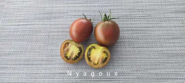 Tomaten: Nyagous