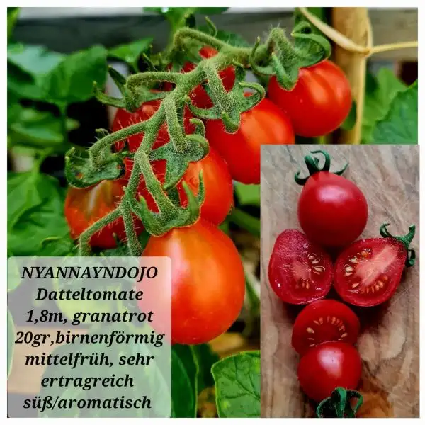 Tomaten: NYANNAYNDOJO