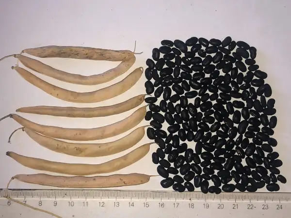 Bohnen: Oaxacan Black