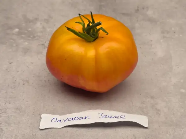 Tomaten: Oaxacan Jewel