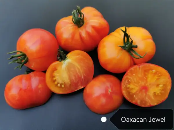 Tomaten: Oaxacan Jewel