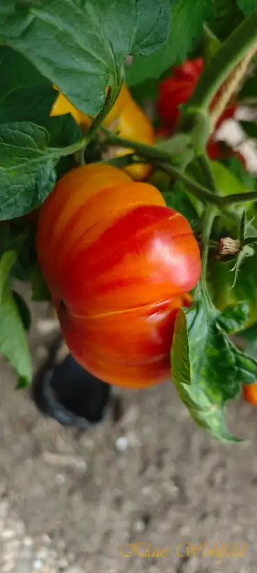 Tomaten: Oaxacan Jewel