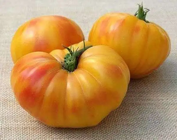 Tomaten: Oaxacan Jewel