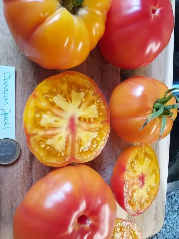 Tomaten: Oaxacan Jewel