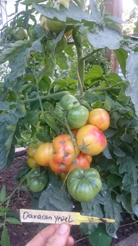 Tomaten: Oaxacan Jewel