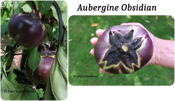 Auberginen: Obsidian