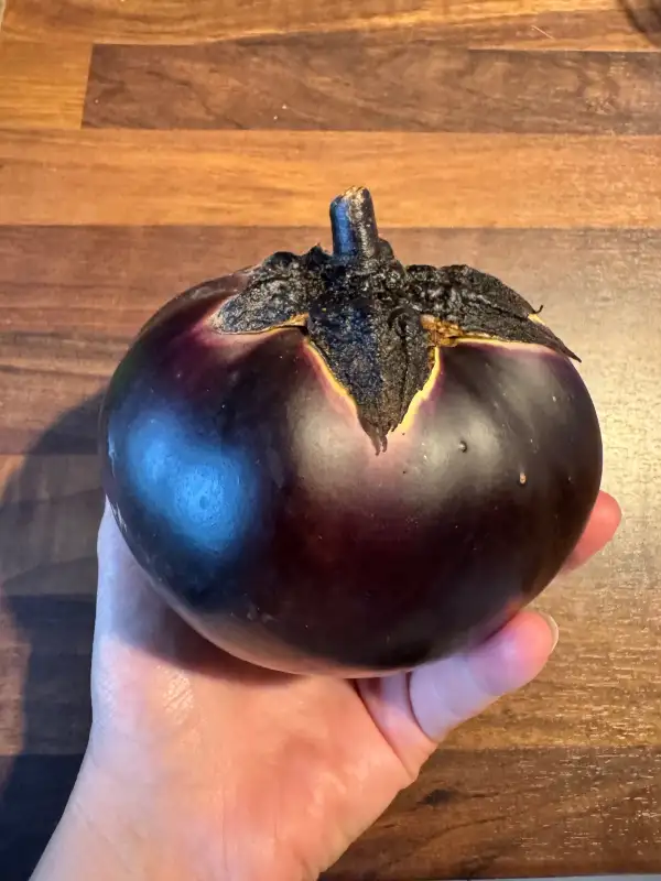 Auberginen: Obsidian