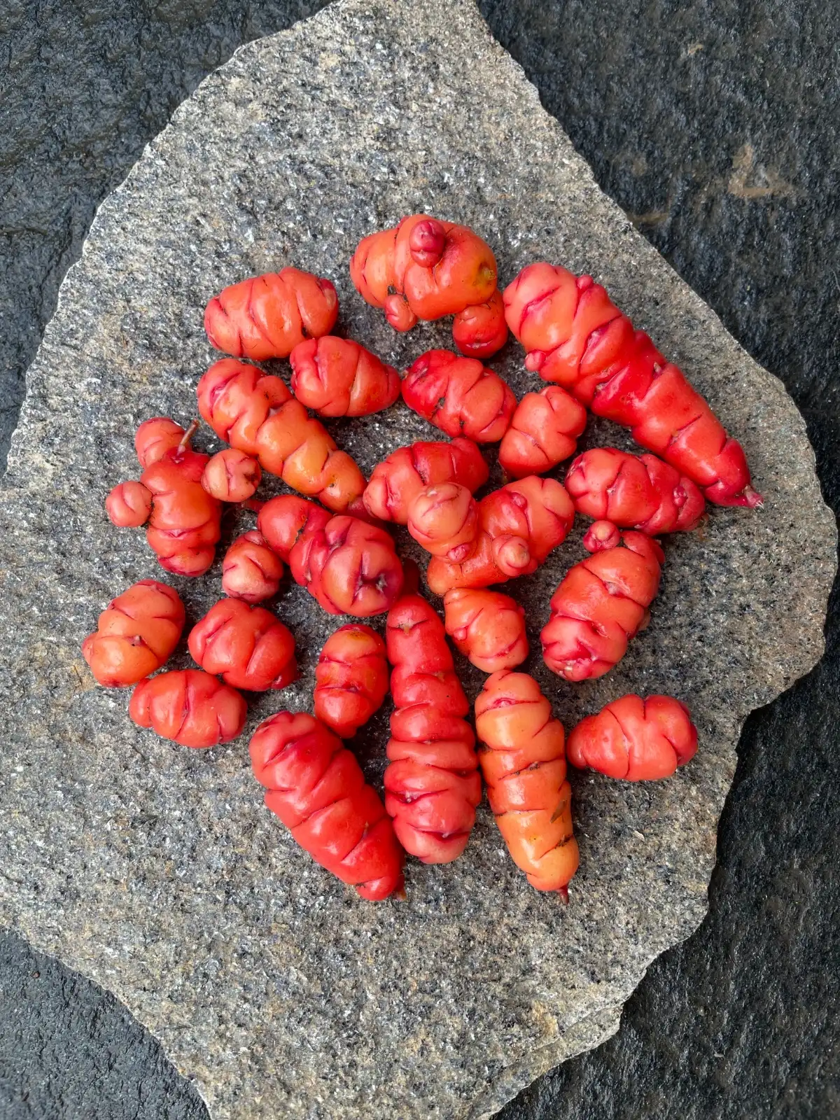 andere Gemüse: Oca - Knollen