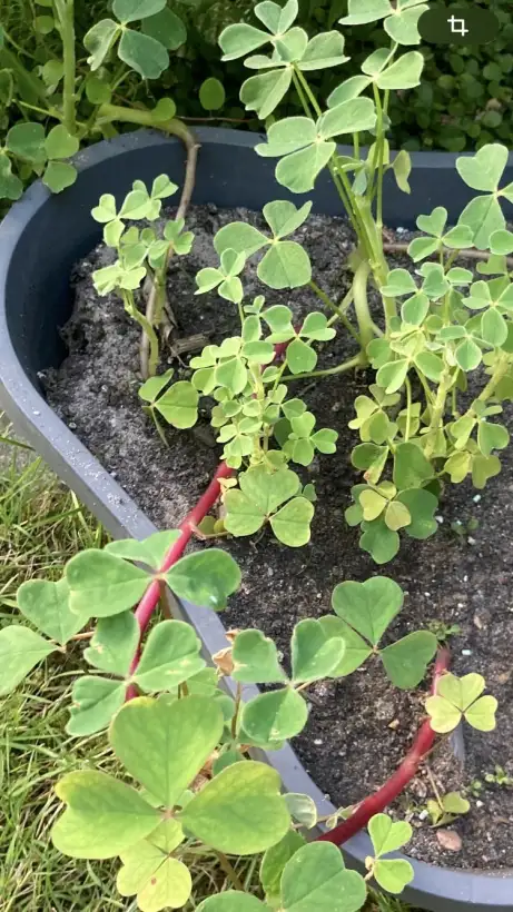 andere Gemüse: Oca (Knolle statt Samen)