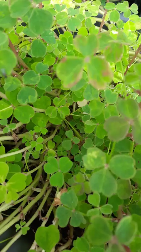 andere Gemüse: Oca Tubered