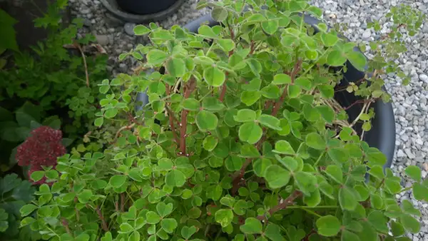 andere Gemüse: Oca Tubered