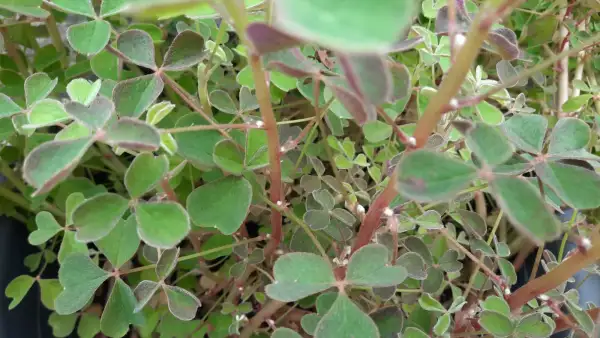 andere Gemüse: Oca Tuberello