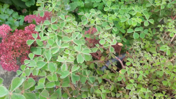 andere Gemüse: Oca Tuberello