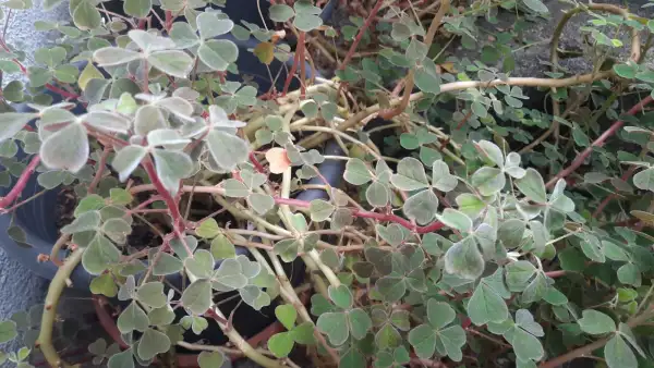 andere Gemüse: Oca Tuberosa