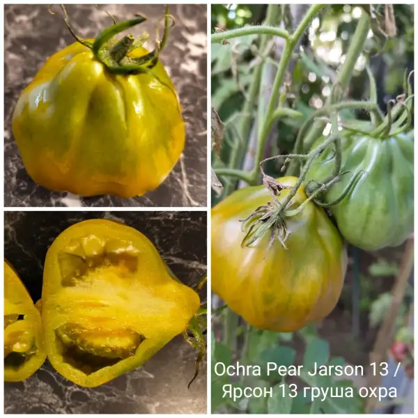 Tomaten: Ochra Pear Jarson 13
