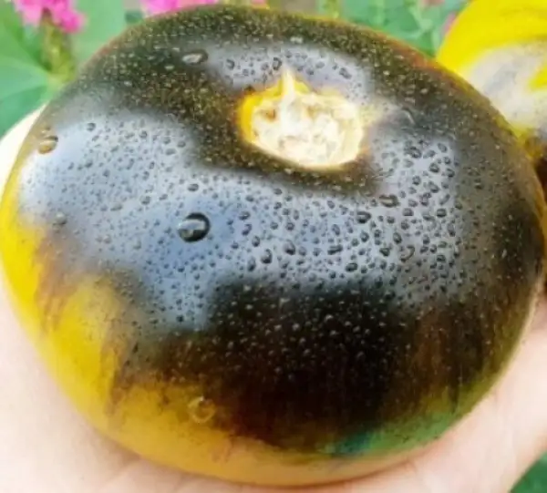 Tomaten: Ochre Jolly