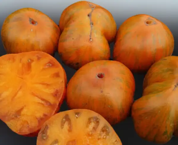 Tomaten: Ochre Kulicka