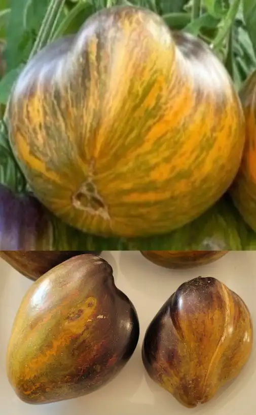 Tomaten: Ochre Veil