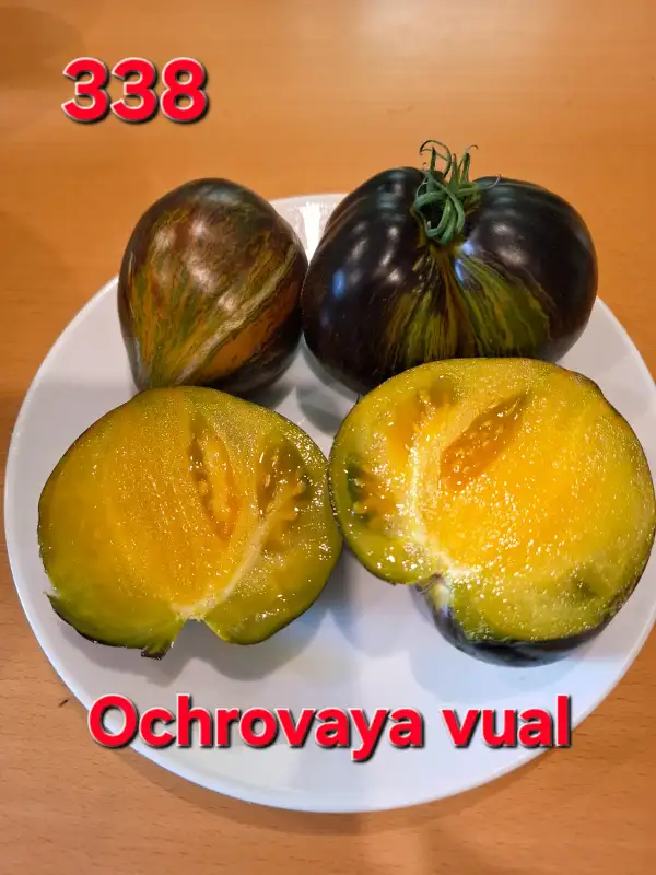 Tomaten: Ochrovaya vual