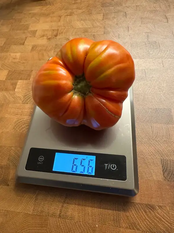 Tomaten: Ochsenherz